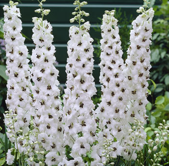  Дельфиниум тихоокеанский Галахад