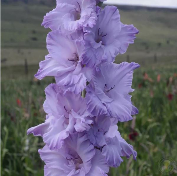  Гладиолус Голубой Топаз 7шт