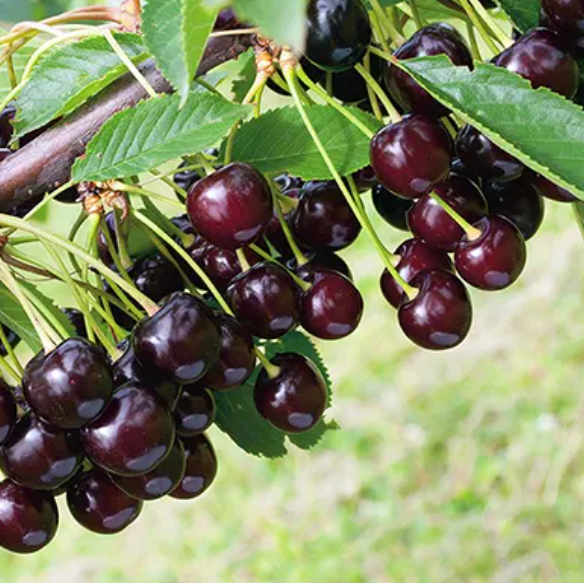  Саженцы Вишня Кормилица (дюк)