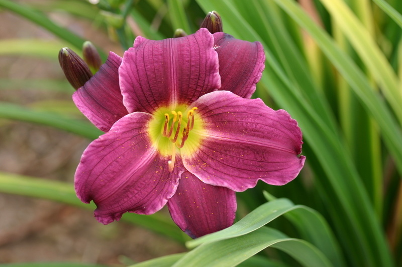  Лилейник гибридный Грэйп Велвет