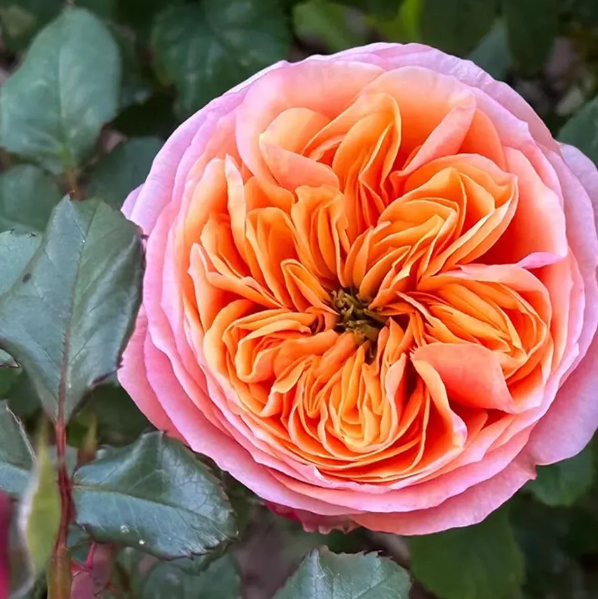  Роза чайно-гибридная Саут Парк 