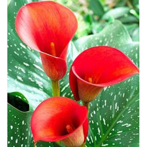  Калла Ред Алерт