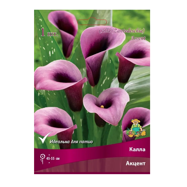  Калла Акцент/К