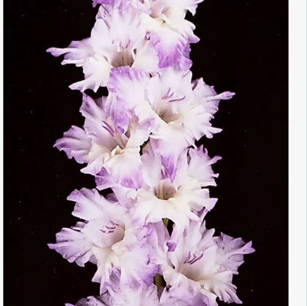  Гладиолус Голубая Бездна 7шт