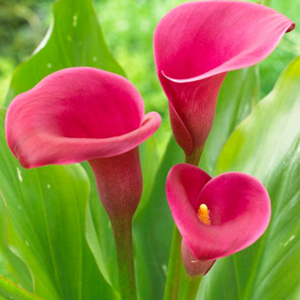  Калла Ройал Принцесс