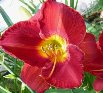  Лилейник гибридный Эйни Фенфайр