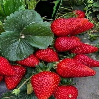  Земляника Кабрилло рассада ремонтантная