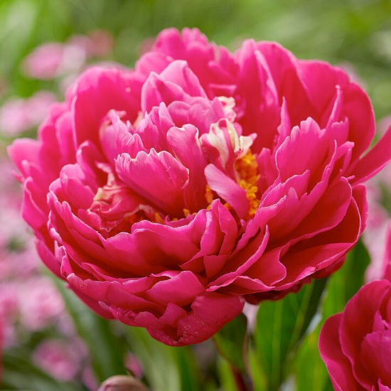  Пион молочноцветковый Карл Розенфельд