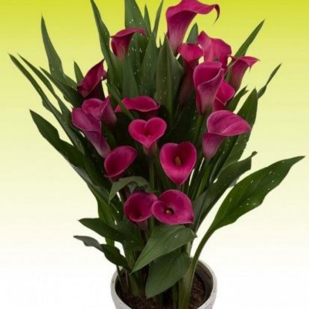  Калла Ройал Принцесс