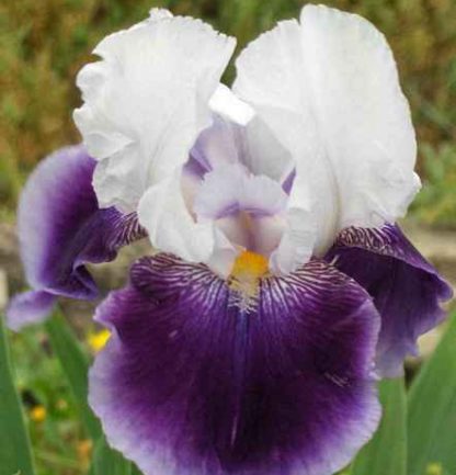 Ирис бородатый Брейнвейт