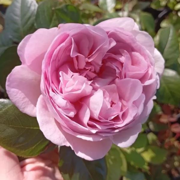  Роза английская Джефф Гамильтон цв. этик.