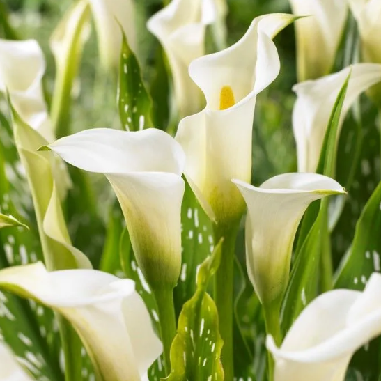  Калла Белопятнистая/К