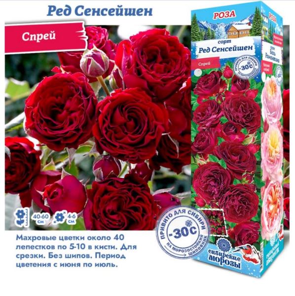  Роза спрей Ред Сенсейшен