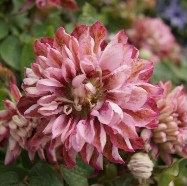  Саженцы Клематис крупноцветковый Пинк Пешн/КЛюкс