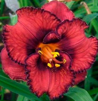  Лилейник гибридный Берилишез