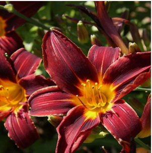  Лилейник гибридный Блэк Принц