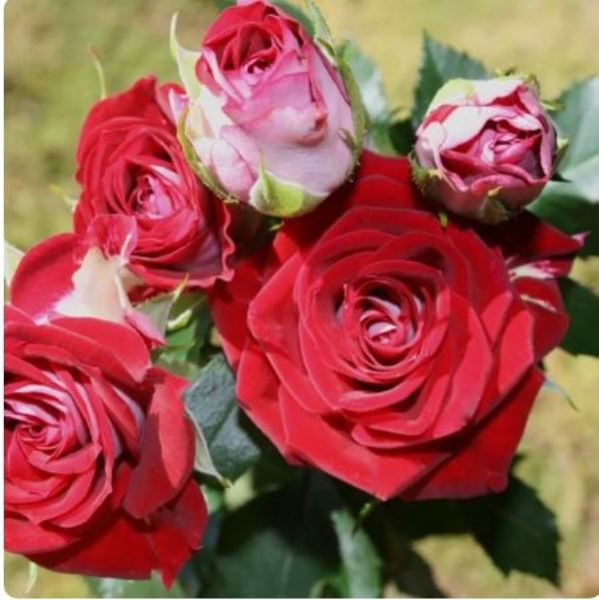  Роза спрей Руби Стар 