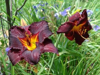  Лилейник гибридный Блэк Стокингз