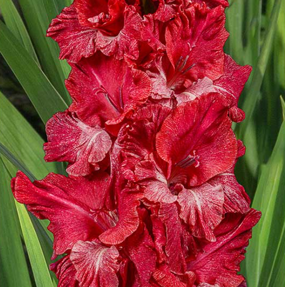  Гладиолус Старик Хоттабыч 7шт