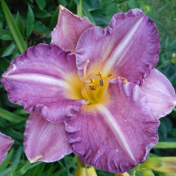  Лилейник гибридный Интрэпмент