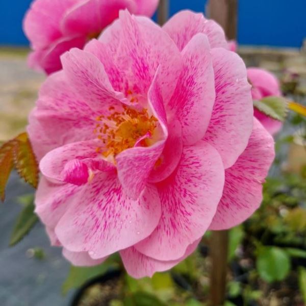  Роза плетистая Камелот цв. этик