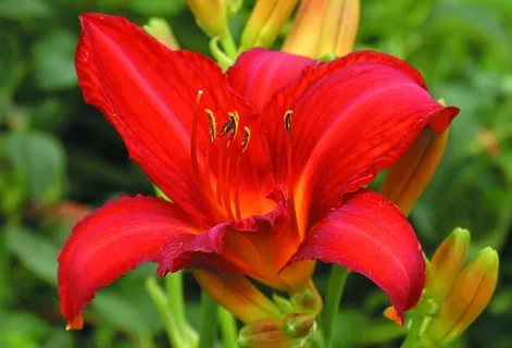  Лилейник гибридный Кэмпфайр Эмберс