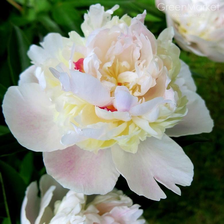  Пион молочноцветковый Мадам Кало