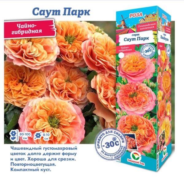  Роза чайно-гибридная Саут Парк 