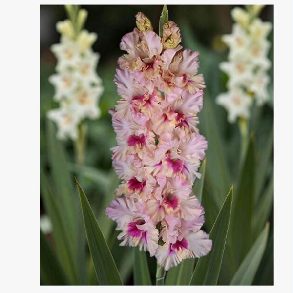  Гладиолус Прекрасное далеко 7шт