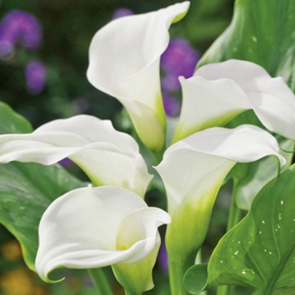  Калла Белопятнистая/К