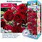 Роза спрей Ред Сенсейшен