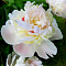 Пион молочноцветковый Мадам Кало
